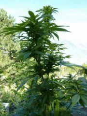 Top 44 & WSS Skunk (4)