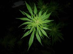 WSS Skunk (1)