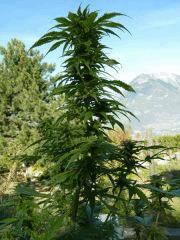 WSS Skunk (2)