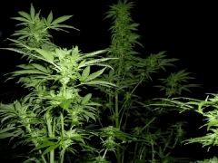 Top 44 & WSS Skunk (5)