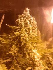White Russian (pheno White W) (sous hps)
