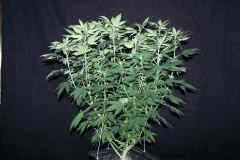 PM WRussian(pheno WW)