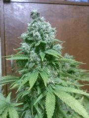 White Russian (pheno White W)