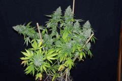 White Russian (pheno AK)bis