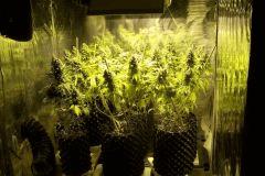 4 pieds En 9litres Et 5 One Bud En 3L