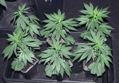 futures One Bud (WR, pheno Ww)