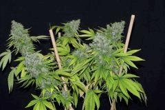 White Russian (pheno AK)