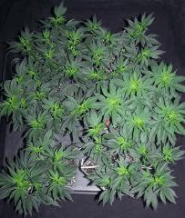 5 WR(phenoWW) Une 1024 fem.
