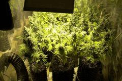 Flo 73 (session 2aout Au 26oct) White russian