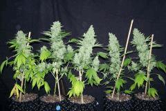 One Bud
