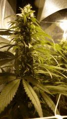 DCP1 (1)