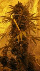 WHite russian - Serious seeds - 600W - 30J cro - 70j flo