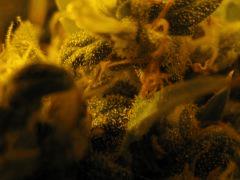 WHite russian - Serious seeds - 600W - 30J cro - 70j flo