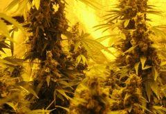 WHite russian - Serious seeds - 600W - 30J cro - 70j flo