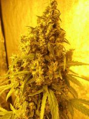 WHite russian - Serious seeds - 600W - 30J cro - 70j flo