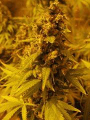 WHite russian - Serious seeds - 600W - 30J cro - 70j flo