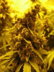 WHite russian - Serious seeds - 600W - 30J cro - 70j flo