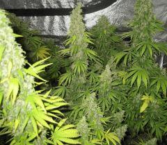 WHite russian - Serious seeds - 600W - 30J cro - 70j flo