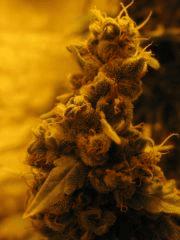 WHite russian - Serious seeds - 600W - 30J cro - 70j flo