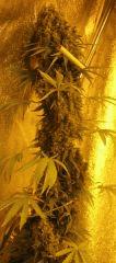 WHite russian - Serious seeds - 600W - 30J cro - 70j flo