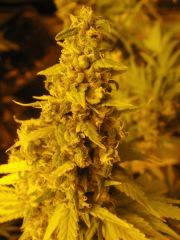 WHite russian - Serious seeds - 600W - 30J cro - 70j flo