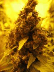WHite russian - Serious seeds - 600W - 30J cro - 70j flo