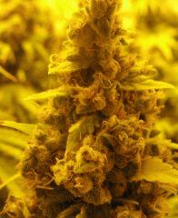 WHite russian - Serious seeds - 600W - 30J cro - 70j flo