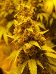 WHite russian - Serious seeds - 600W - 30J cro - 70j flo