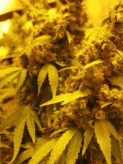 WHite russian - Serious seeds - 600W - 30J cro - 70j flo
