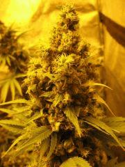 WHite russian - Serious seeds - 600W - 30J cro - 70j flo
