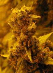 WHite russian - Serious seeds - 600W - 30J cro - 70j flo
