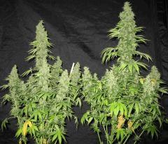 WHite russian - Serious seeds - 600W - 30J cro - 70j flo