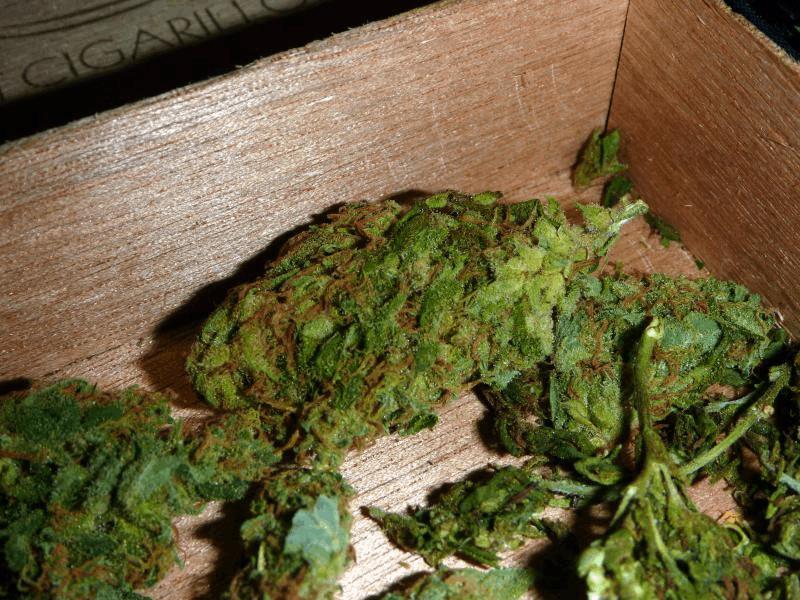 Ganja NC