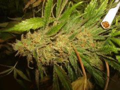 Northern Lights Sativa