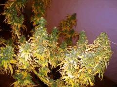 Big Bud