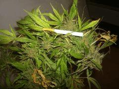 Northern Lights Sativa
