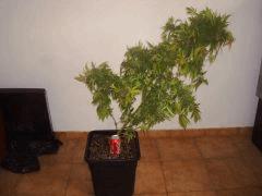 Northern Lights Sativa