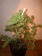 Northern Lights Sativa