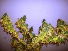 Big Bud