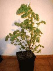 Northern Lights Sativa