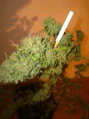 Northern Lights Sativa