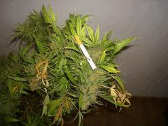 Northern Lights Sativa