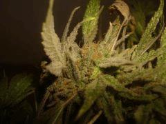 Northern Lights Sativa