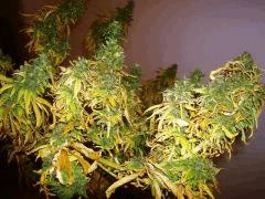 Big Bud