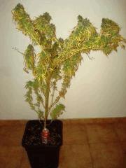 Big Bud