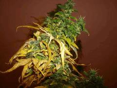 Big Bud