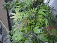 black skunk #6