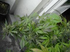 black skunk #7