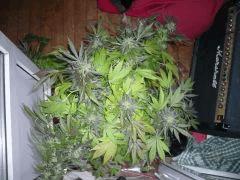 black skunk #10