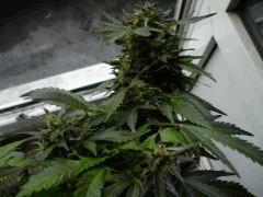 black skunk #5